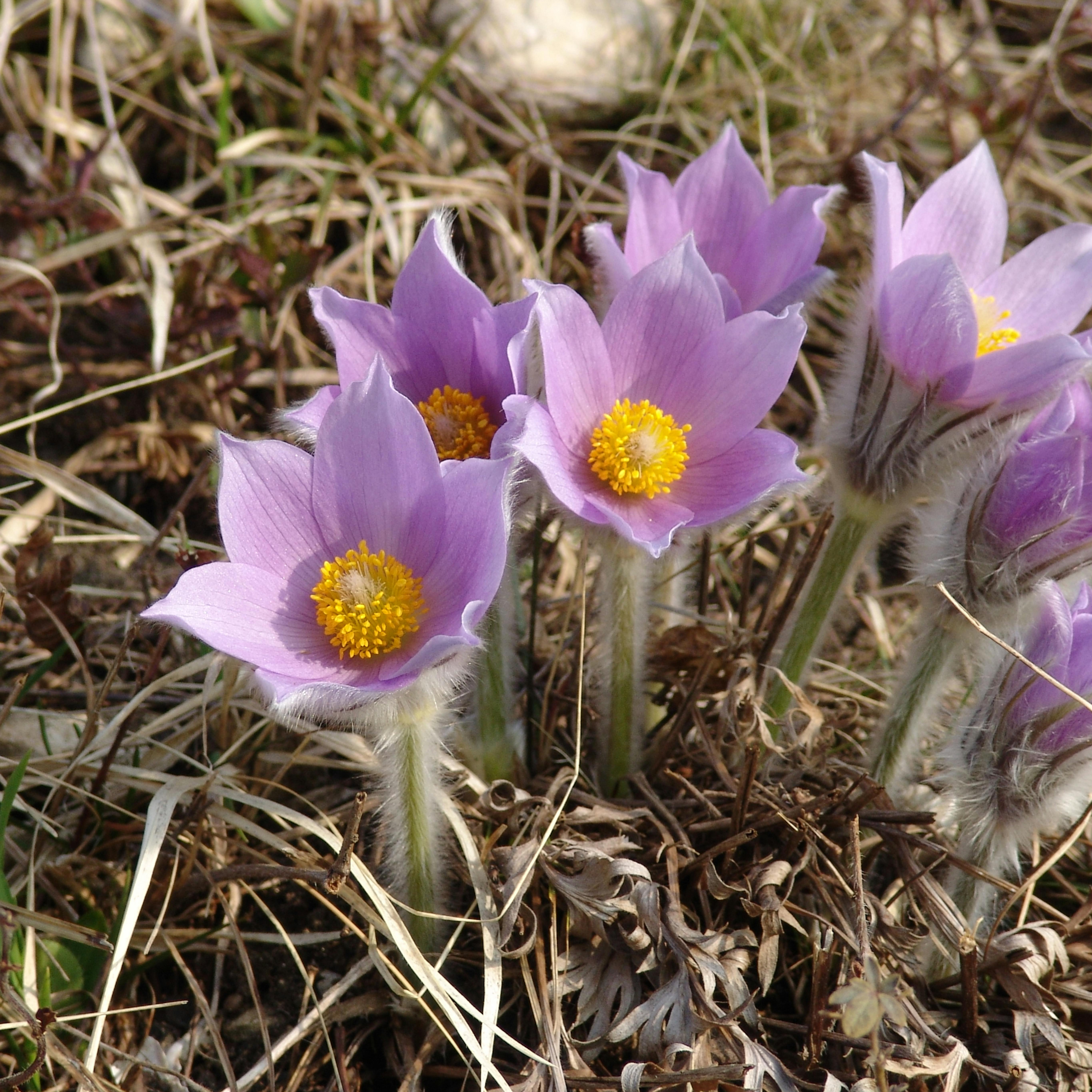 velikonočnica